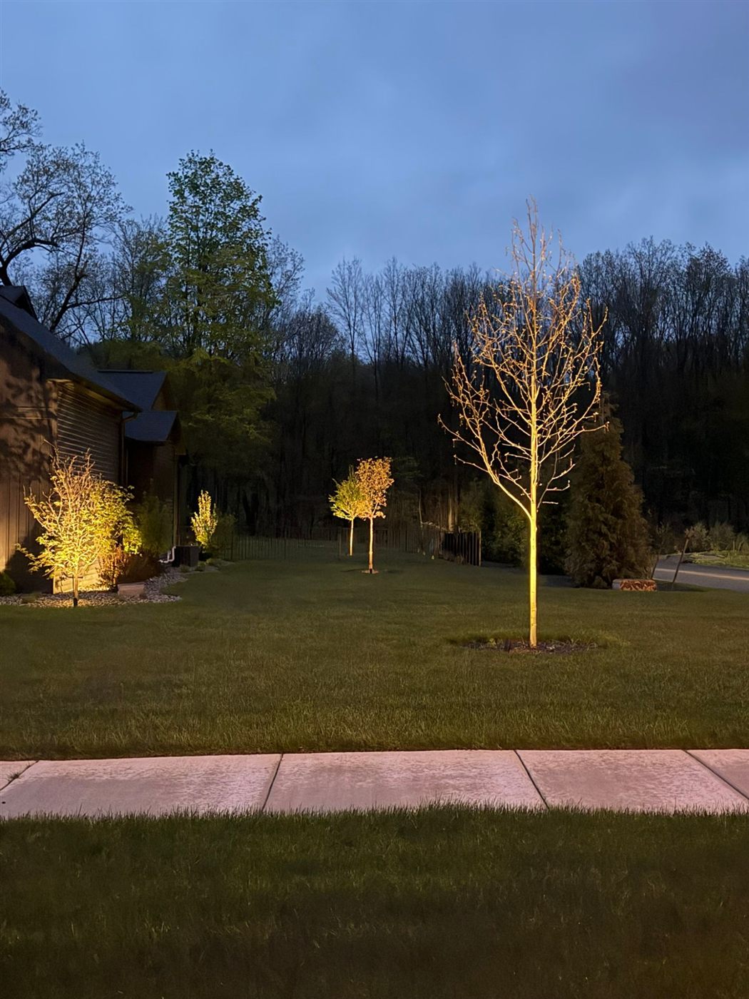 Uplit trees at dusk along the front lawn